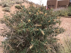 Ambrosia ambrosioides