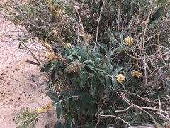 Ambrosia ambrosioides