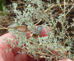 Aspalathus pedunculata