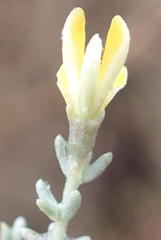 Aspalathus pedunculata