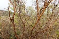 Aspalathus pedunculata