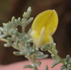 Aspalathus pedunculata