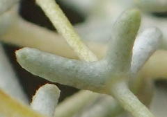 Aspalathus pedunculata