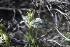 Chloraea multiflora