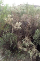 Aspalathus pedunculata