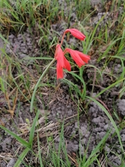 Cyrtanthus brachyscyphus