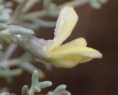 Aspalathus pedunculata