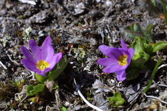 Primula cuneifolia