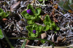 Primula cuneifolia