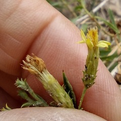 Ericameria arizonica