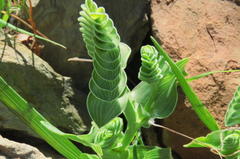 Lapeirousia pyramidalis pyramidalis