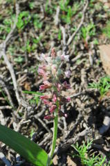 Lachenalia judithiae