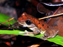 Leptomantis harrissoni