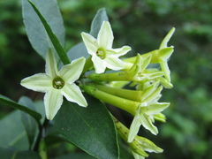Cestrum euanthes