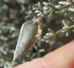 Aspalathus pedunculata