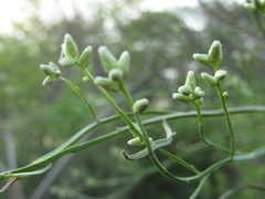 Baccharis penningtonii