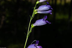 Penstemon dasyphyllus