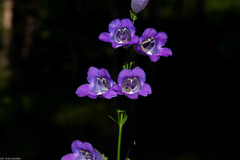 Penstemon dasyphyllus
