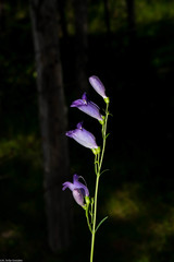 Penstemon dasyphyllus