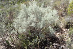 Aspalathus pedunculata