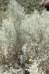 Aspalathus pedunculata