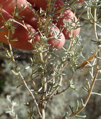 Aspalathus pedunculata