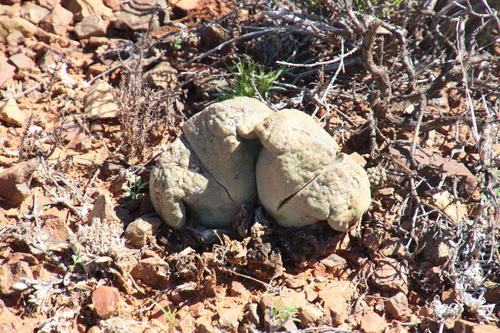 Pleiospilos bolusii