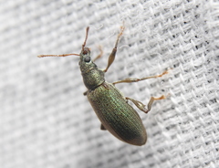 Phyllobius intrusus
