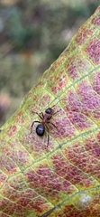 Formica rufa