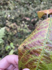 Formica rufa