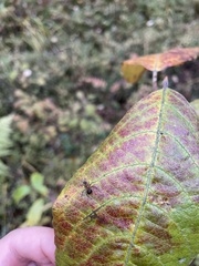 Formica rufa