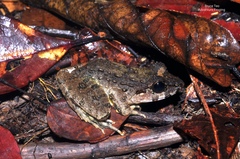 Limnonectes leporinus