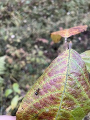 Formica rufa