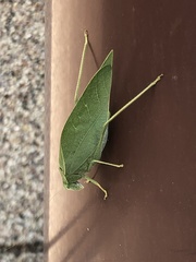 Microcentrum rhombifolium