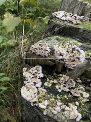 Trichaptum abietinum
