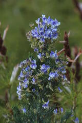 Psoralea verrucosa