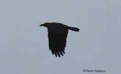 Corvus enca celebensis