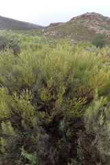 Aspalathus pinguis pinguis