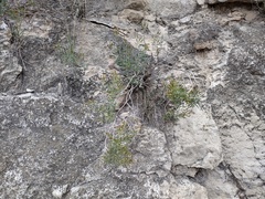 Ericameria arizonica