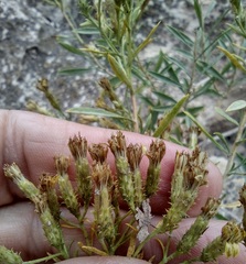 Ericameria arizonica