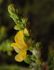 Aspalathus pinguis pinguis