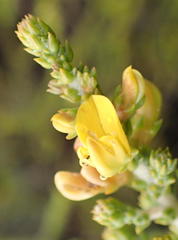 Aspalathus pinguis pinguis