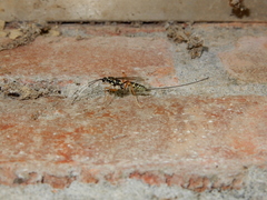 Stenarella insidiator