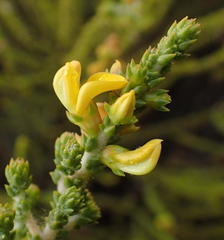 Aspalathus pinguis pinguis