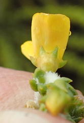 Aspalathus pinguis pinguis