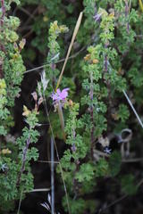 Pelargonium englerianum