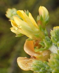 Aspalathus pinguis pinguis