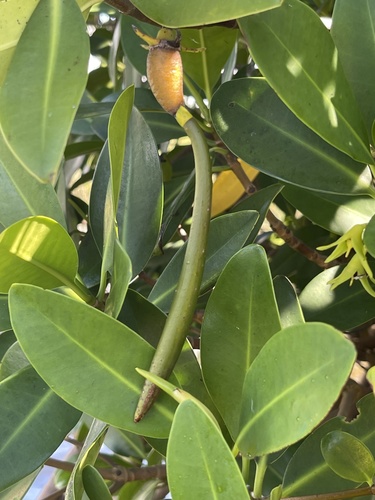 Rhizophora mangle