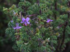 Pelargonium englerianum