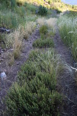Pelargonium englerianum